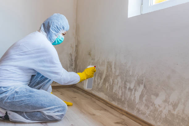 Licensed Basement Mold Remediation service in Nokesville, VA - Car Mold Remediation