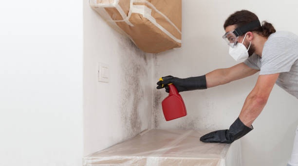 Professional Basement Mold Remediation technician working in Nokesville, VA
