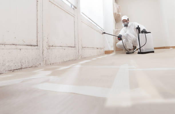 24/7 Emergency Basement Mold Remediation experts in Nokesville, VA
