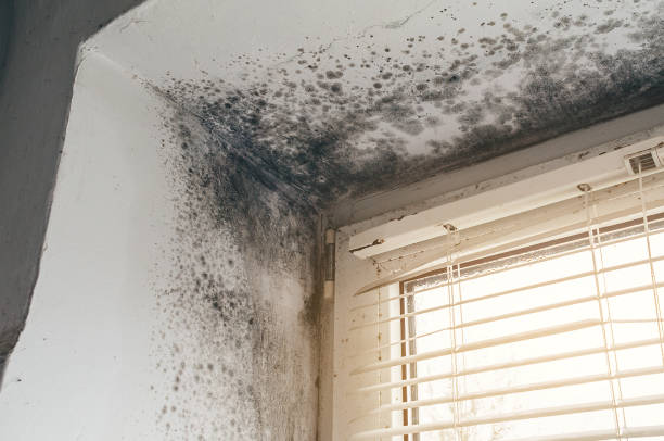 Affordable Basement Mold Remediation solutions in Nokesville, VA