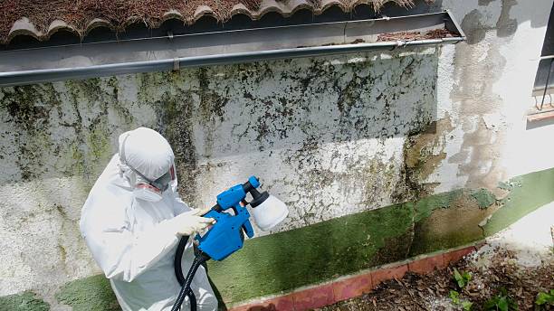 Top rated local Basement Mold Remediation specialists in Nokesville, VA